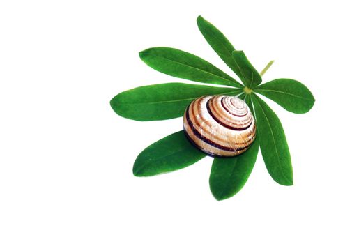 Snail shell on a green leaf isolated                               