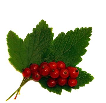 Red currant on a green leaf isolated                               