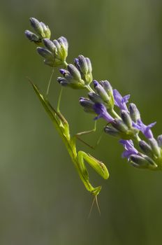 Male praying mantis on lavander flower spike