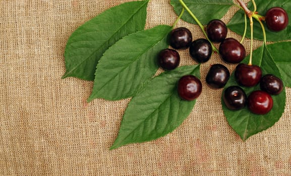 Ripe cherry on the rough fabric as the background                               