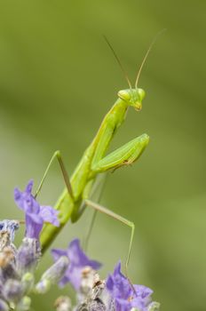 Male praying mantis on lavander flower spike