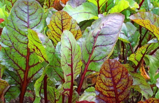 Beet greens in the garden                               