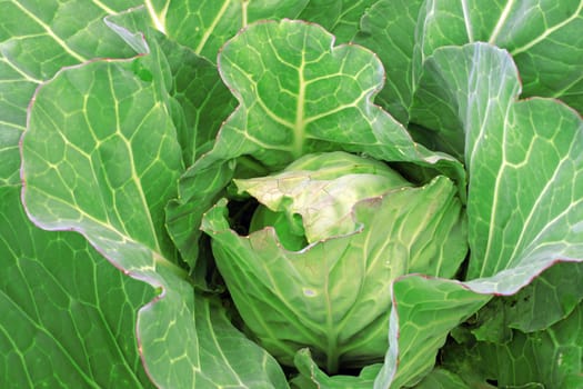 Cabbage in the garden as a background                               