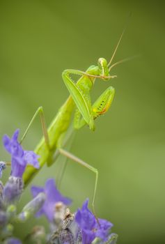 Male praying mantis on lavander flower spike