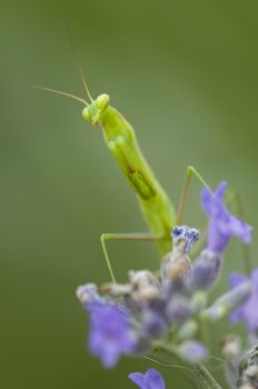 Male praying mantis on lavander flower spike