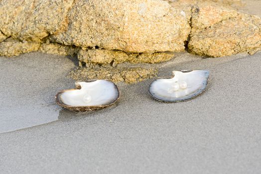 Sea shell with pearl on the sandy beach. Oysters and pearls of origin Japan.