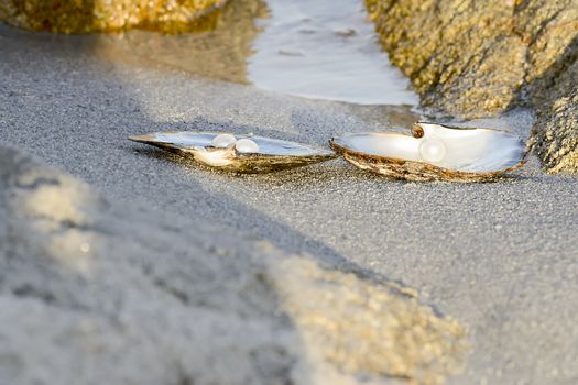 Sea shell with pearl on the sandy beach. Oyster and pearls of origin Japan.