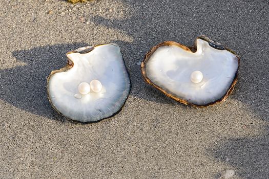 Sea shell with pearl on the sandy beach. Oysters and pearls of origin Japan.