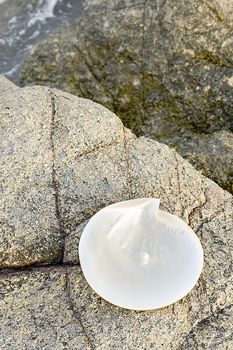 Sea shell with pearl on the sandy beach. Oysters and pearls of origin Japan.