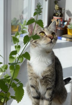 catnip