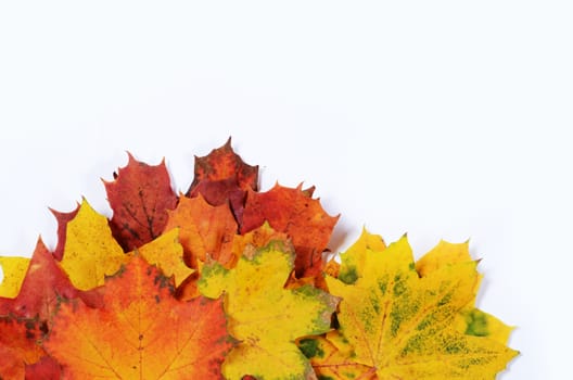 autumn leaves with space for your text