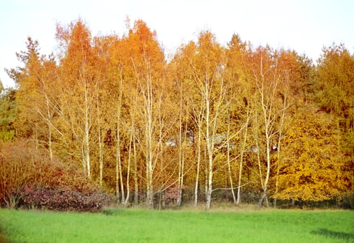 autumn