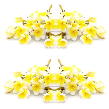 Colorful yellow plumeria flower, isolated on a white background