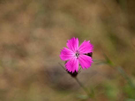 Tiny pink bloom of Dianthus in the grass