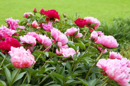 peonies on the green field in summer