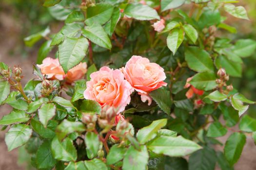 two pink roses on the bush