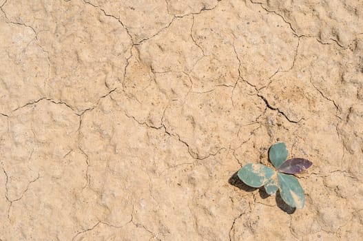 Dry soil and sand closeup natural texture with small green sprout