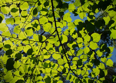 the green leaves of birches in the sunlight