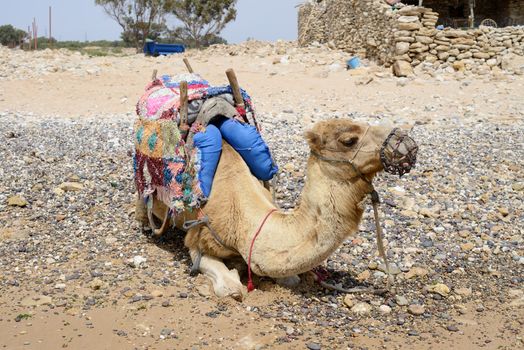Camel on a beach in Morocco having a rest in the sunshine