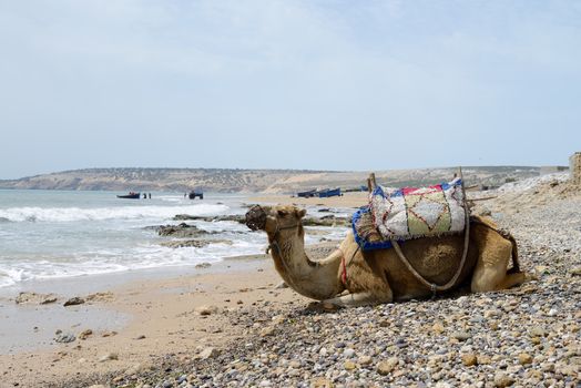Morocco camel on beach in bright sunshine and fishermen 