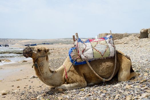 Camel resting on the beach in morocco in bright sunshine