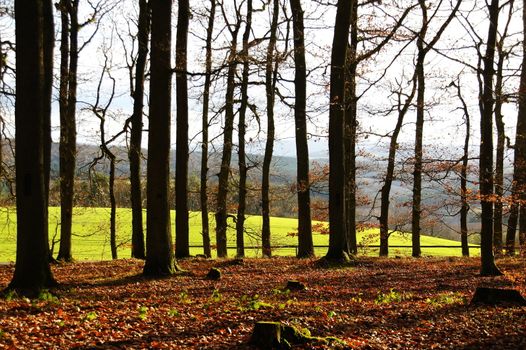 beech trees in sunlight, in the background a green meadow