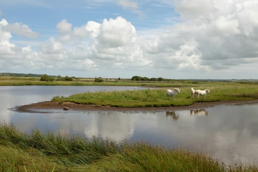 White ponies stand on a patch of grass land surrounded by water on marsh land with a blue cloudy sky in the distance.