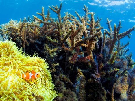 Colorful corals in the underwater landscape on Bali, Indonesia