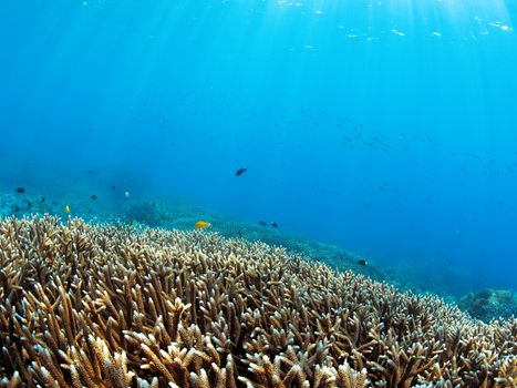 Colorful corals in the underwater landscape on Bali, Indonesia