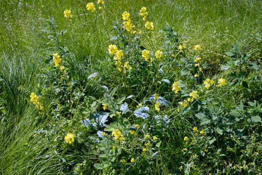  Photo of a grass and flowers in the sunny summer day.