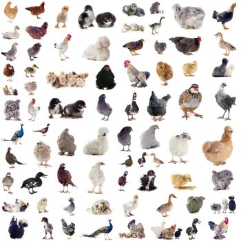 group of poultry in front of white background