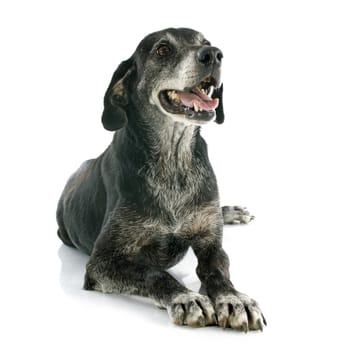 old labrador retriever in front of white background