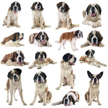 group of saint bernard in front of white background