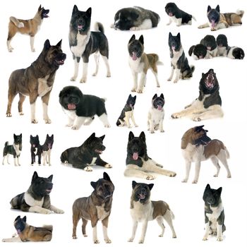 group of american akita in front of white background