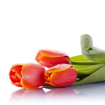 The bouquet of red tulips lies on a white background