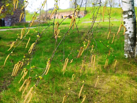 birch seeds in spring in Soviet military  base