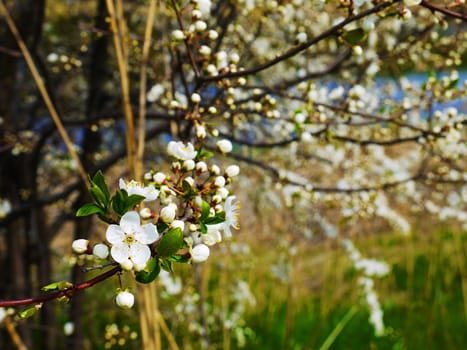 European cherry  tree in the Soviet military base