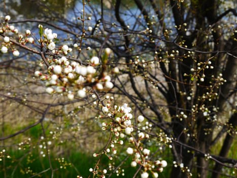 European cherry  tree in the Soviet military base