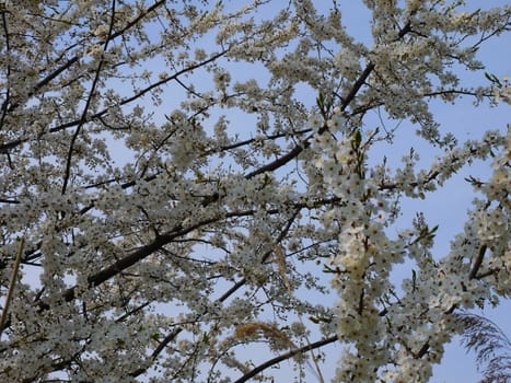 European cherry  tree in the Soviet military base