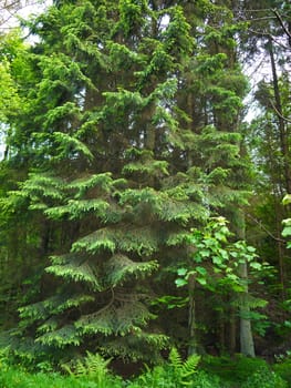 Green wild forest. Trees with green leaves