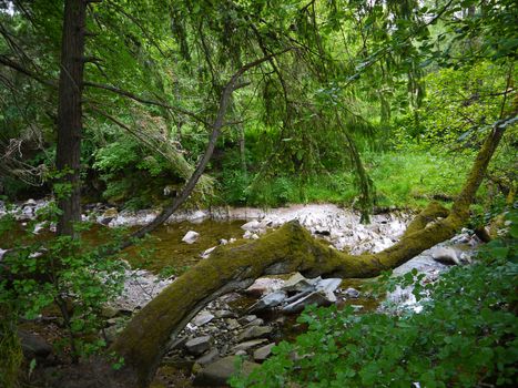 River deep in mountain forest. Nature composition.