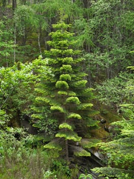 Green wild forest. Trees with green leaves