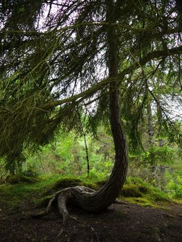 Green wild forest. Trees with green leaves