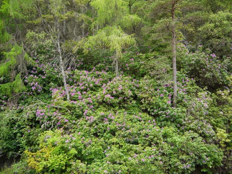 Green wild forest. Trees with green leaves