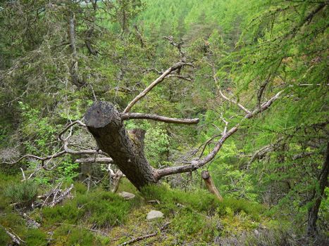 Green wild forest. Trees with green leaves