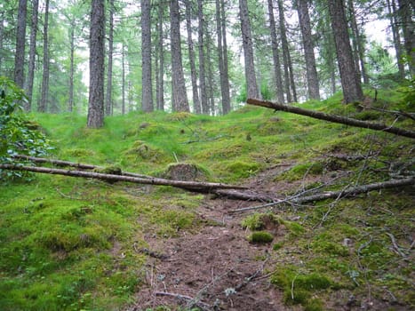 Green wild forest. Trees with green leaves