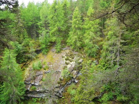 Green wild forest. Trees with green leaves