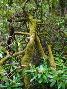 Green wild forest. Trees with green leaves