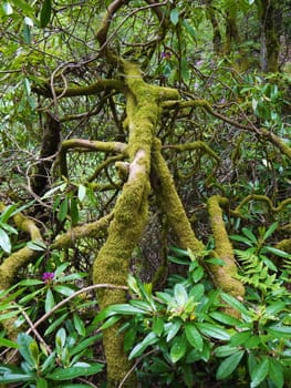 Green wild forest. Trees with green leaves