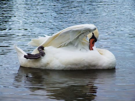 White swan eaching on the water surface.